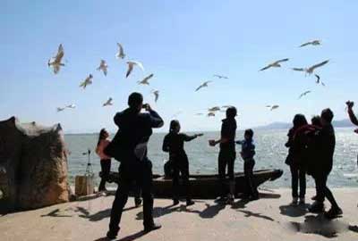 冬天去昆明哪里看海鷗？海埂公園.jpg