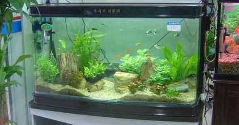 昆明搬家的時(shí)候魚缸怎么辦.jpg